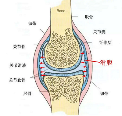 關節結構
